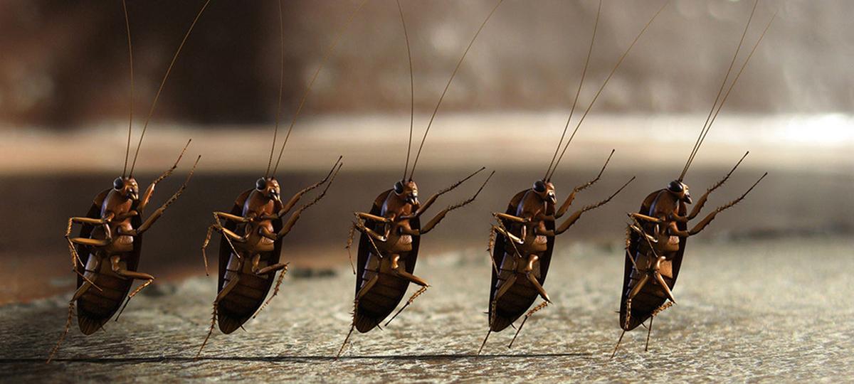 Иллюстративное фото, тараканы
