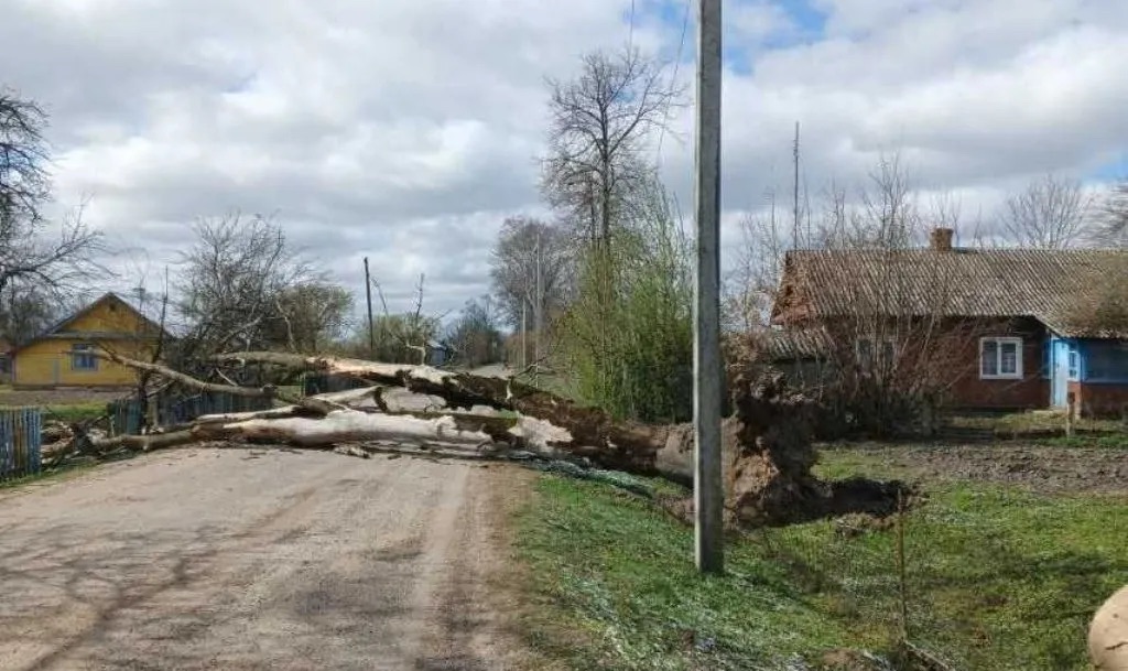 Упавшее на дорогу дерево в одном из районов Брестчины. Фото: МЧС.