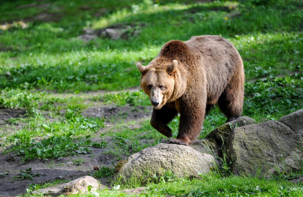Бурый медведь. Фото: canva.com.