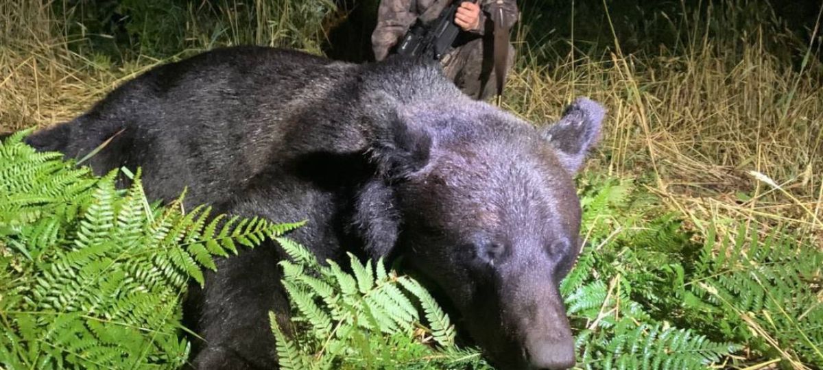Медведь, охота, брестчанин, Беларусь