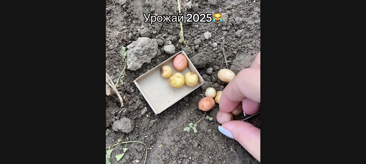 Беларусы шутят об урожае картошки. Скриншот видео в TikTok