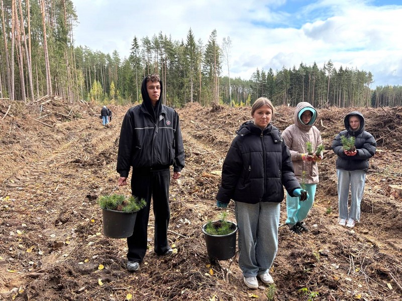 молодые люди сажают сосны