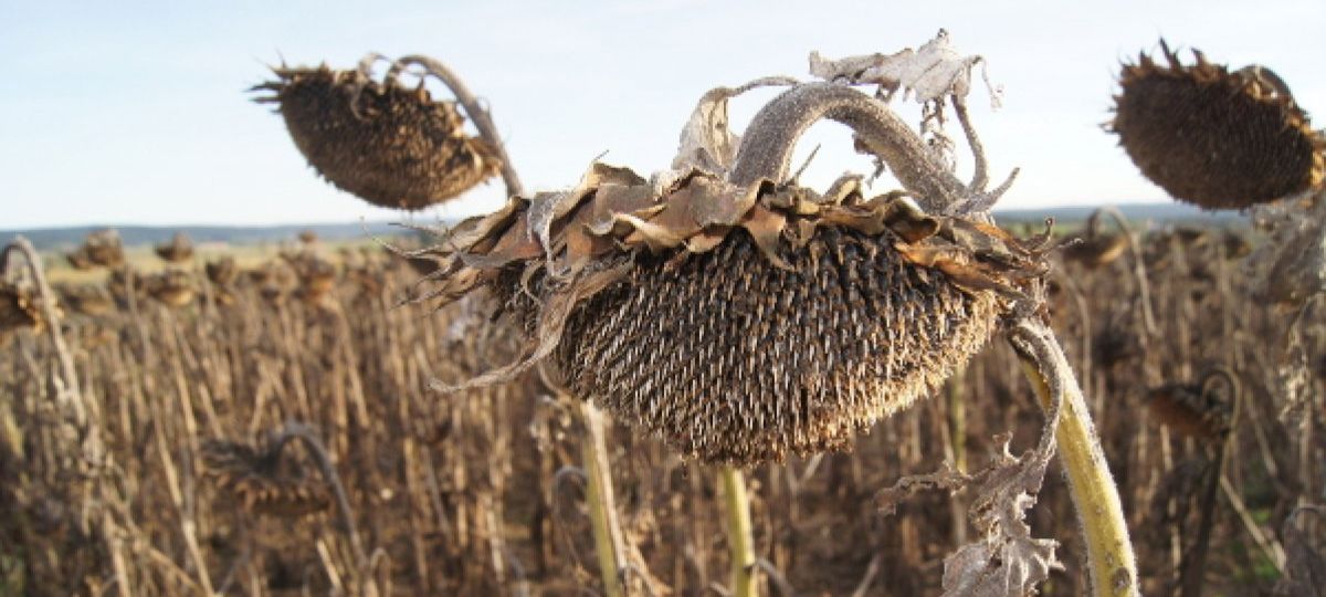 Подсолнухи, ветер, Беларусь, поле