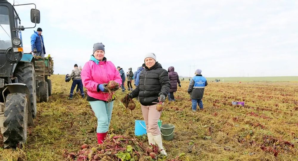 бюджетники собирают урожай 