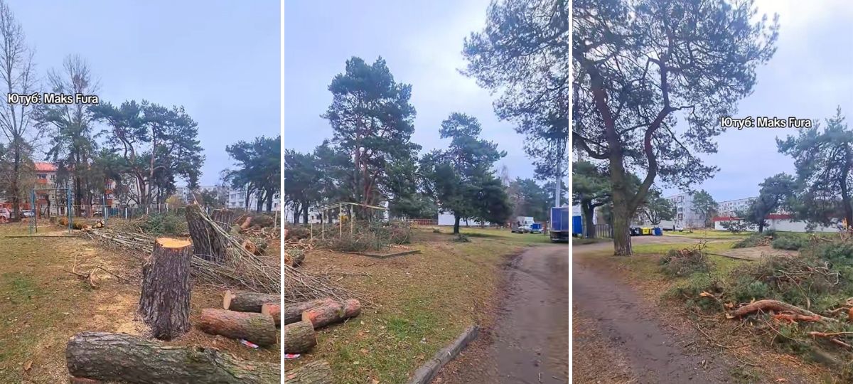 Спиленные деревья в месте, где построят детский сад в Южном. Коллаж BGmedia