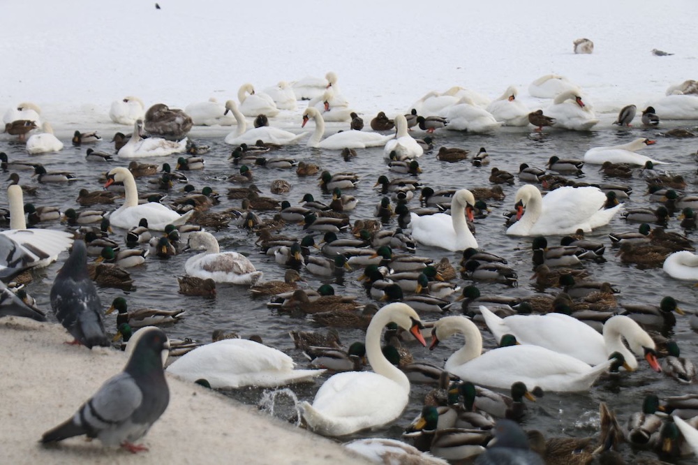 Утки и лебеди на набережной Бреста. 