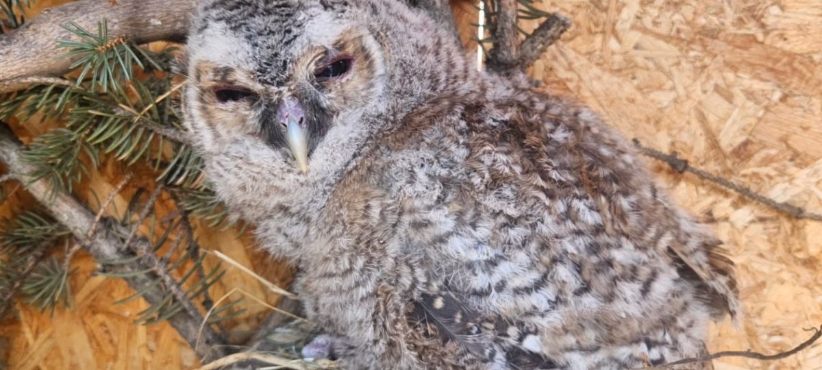 Совенок серой неясыти в Брестской крепости