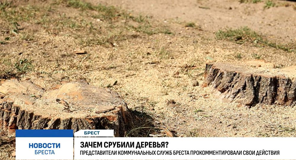 От деревьев на улице Гвардейской в Бресте остались только пни. Скриншот видео