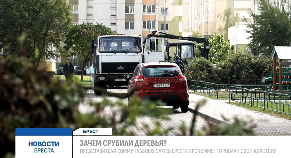 Спиленные деревья на улице Гвардейской в Бресте. Скриншот видео