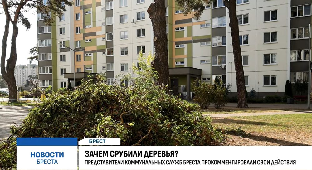 Спиленные деревья на улице Гвардейской в Бресте. Скриншот видео